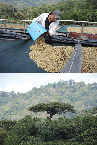 EL BARBARO Espresso, El Salvador