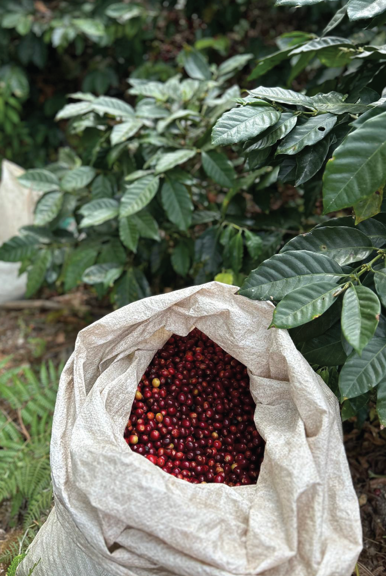 MARIANO ASTURIAS Filter, Honduras